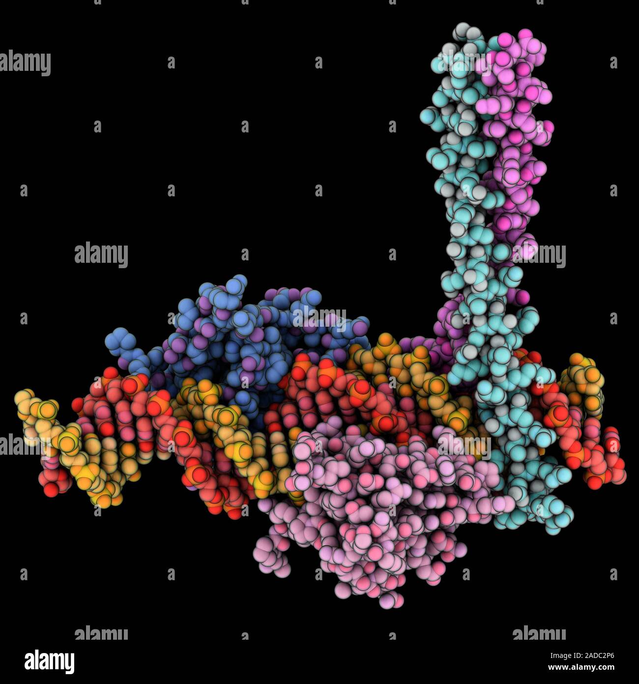 Human interferon regulatory factor 3 complexed with transcription ...