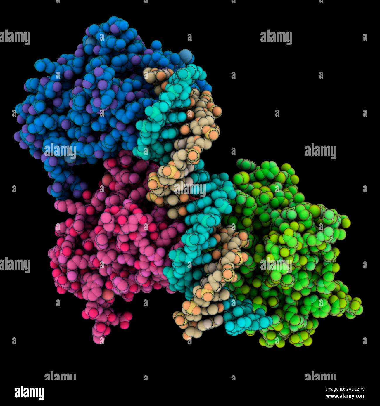 Tumour suppressor p53 complexed with DNA (deoxyribonucleic acid ...