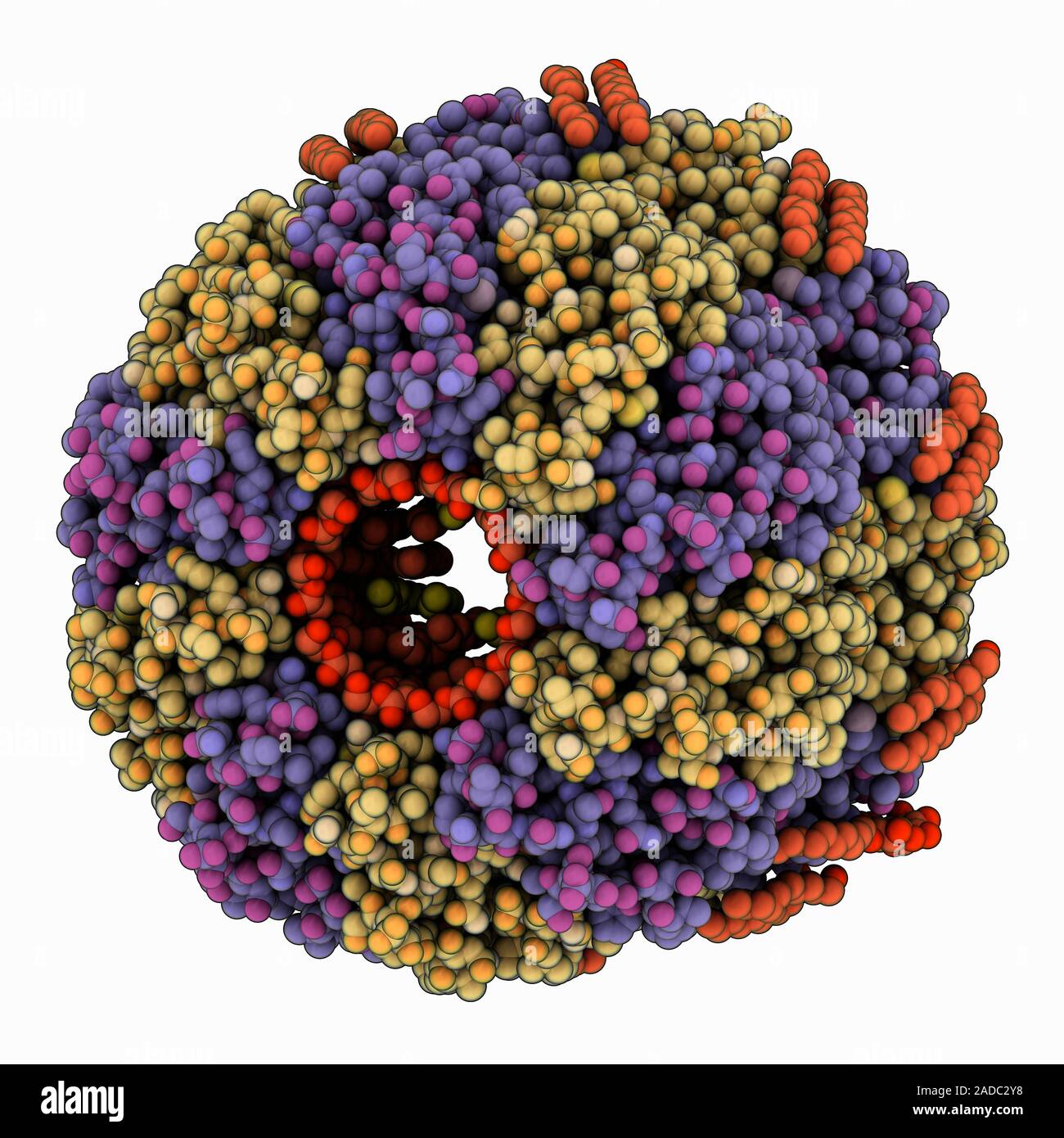 Membrane rotor of V-type ATPase. Computer model showing the structure ...
