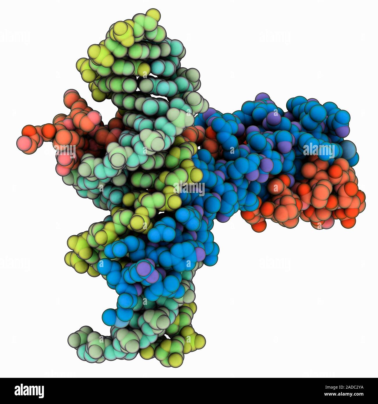 Epstein-Barr virus transcription factor ZEBRA complexed with DNA ...
