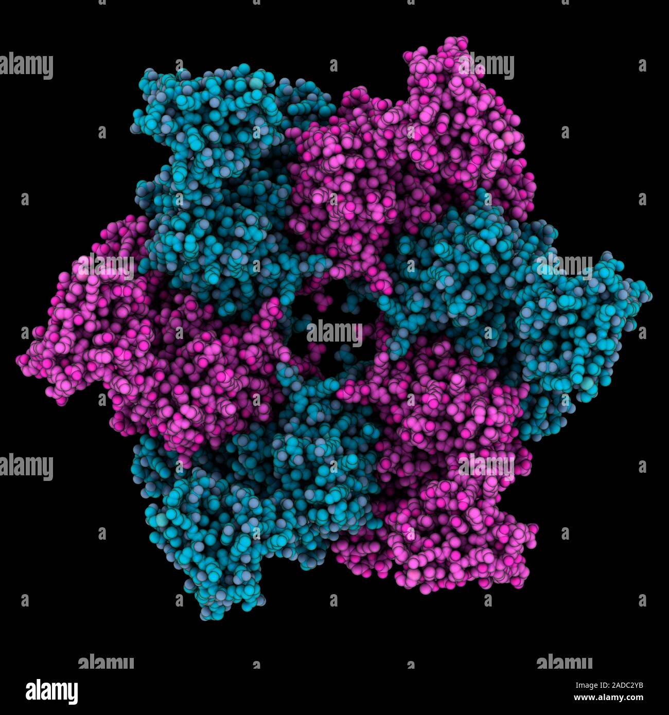 Human RuvB-like Helicase RuvBL1. Computer Model Showing The Hexameric ...