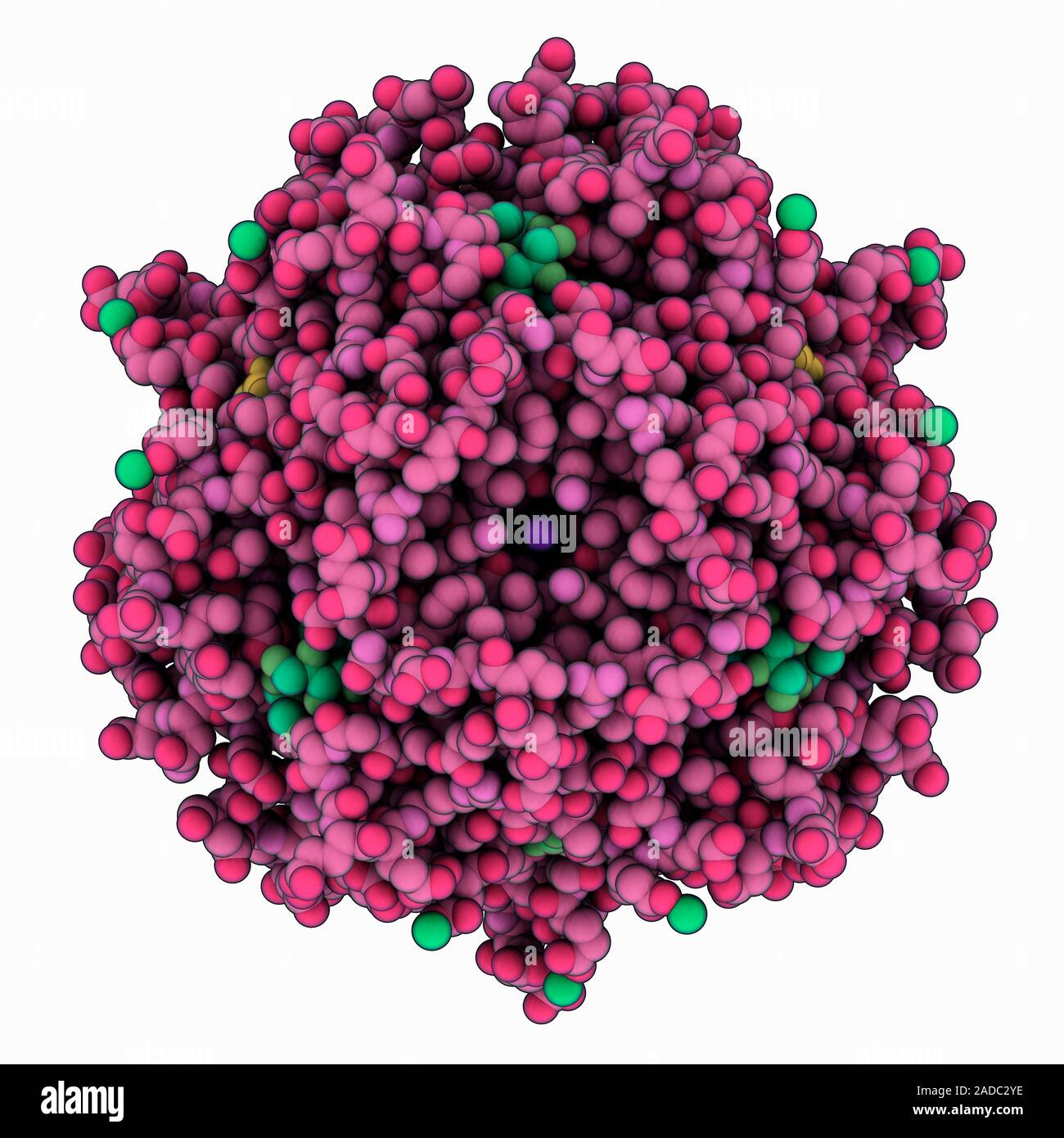 Dodecin complexed with riboflavin. Computer model showing the structure ...
