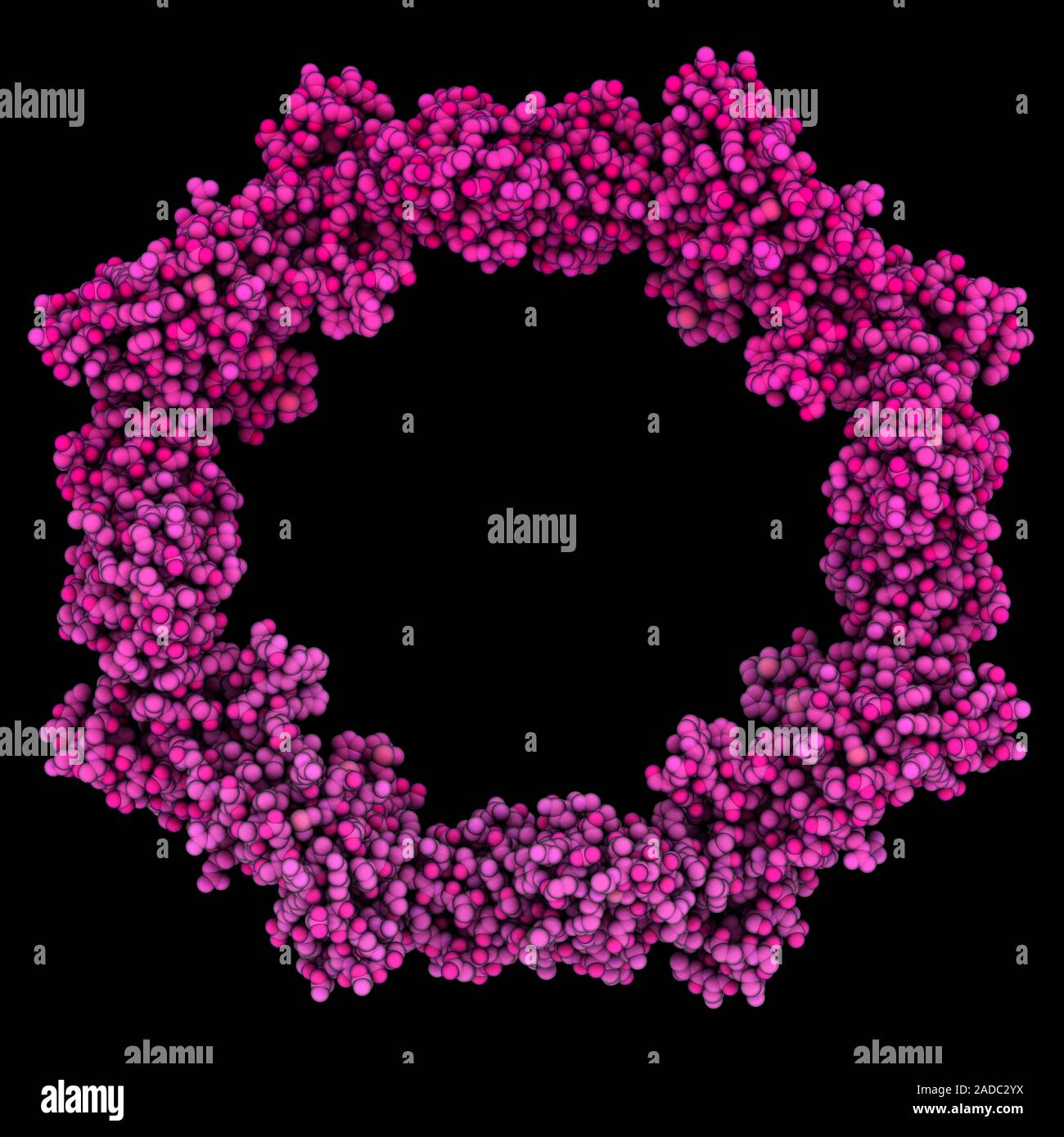 Beet yellows virus silencing suppressor p21. Computer model showing the ...