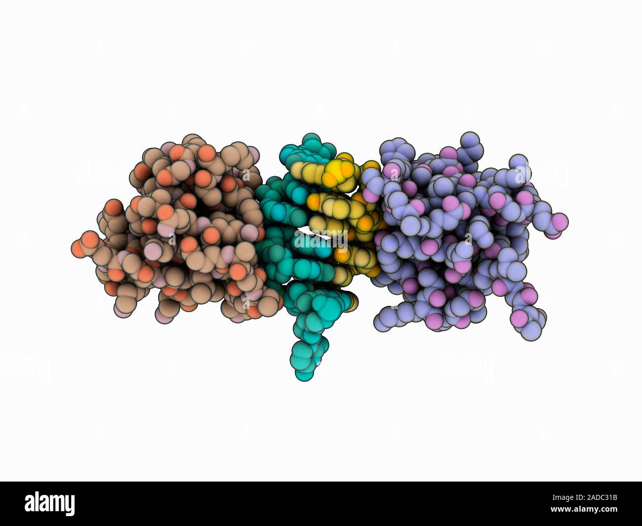 Human Z-RNA editing enzyme complexed with Z-RNA (Z-ribonucleic acid ...
