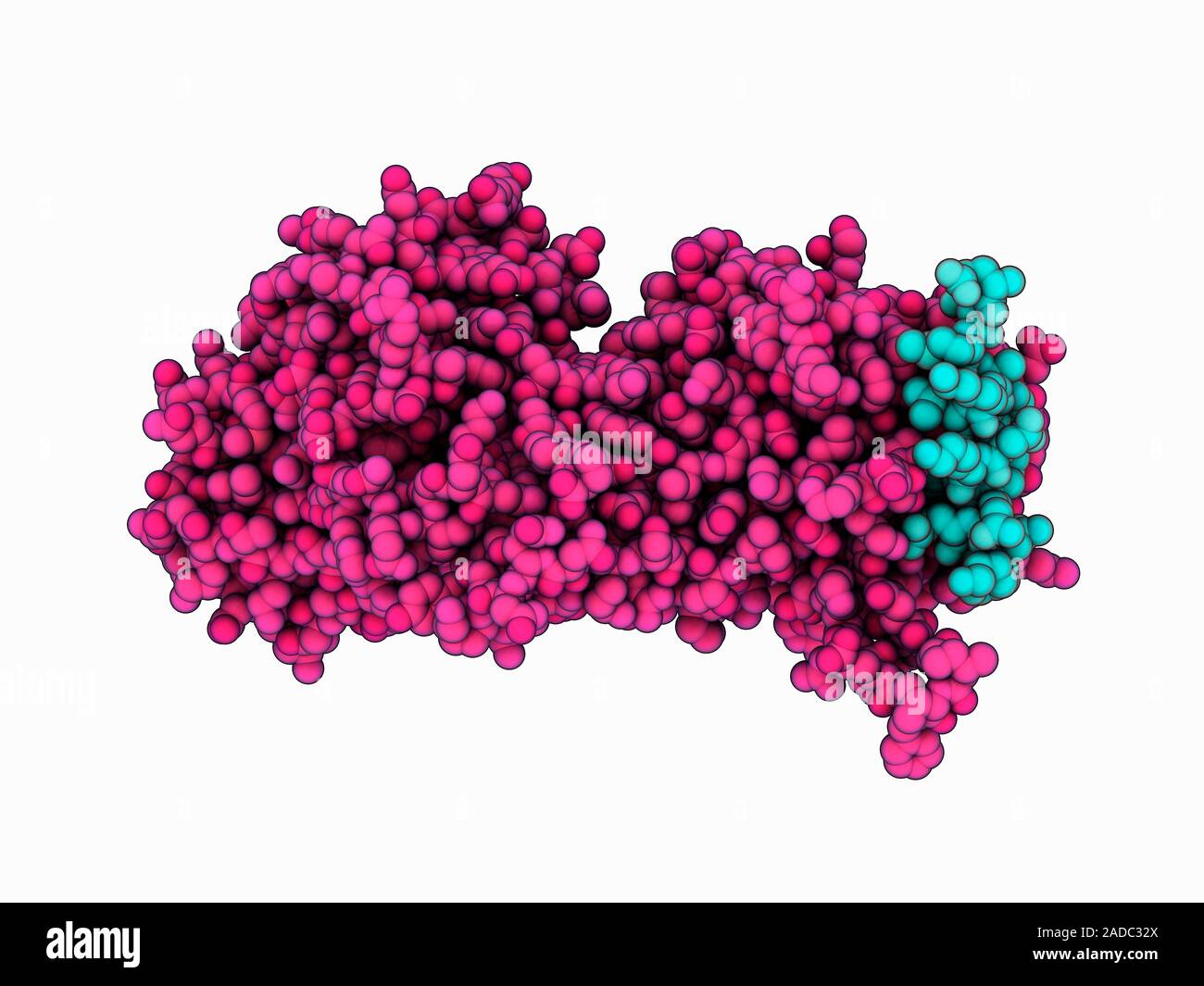 Botulinum Neurotoxin B Complexed With Its Receptor Synaptotagmin-2 ...