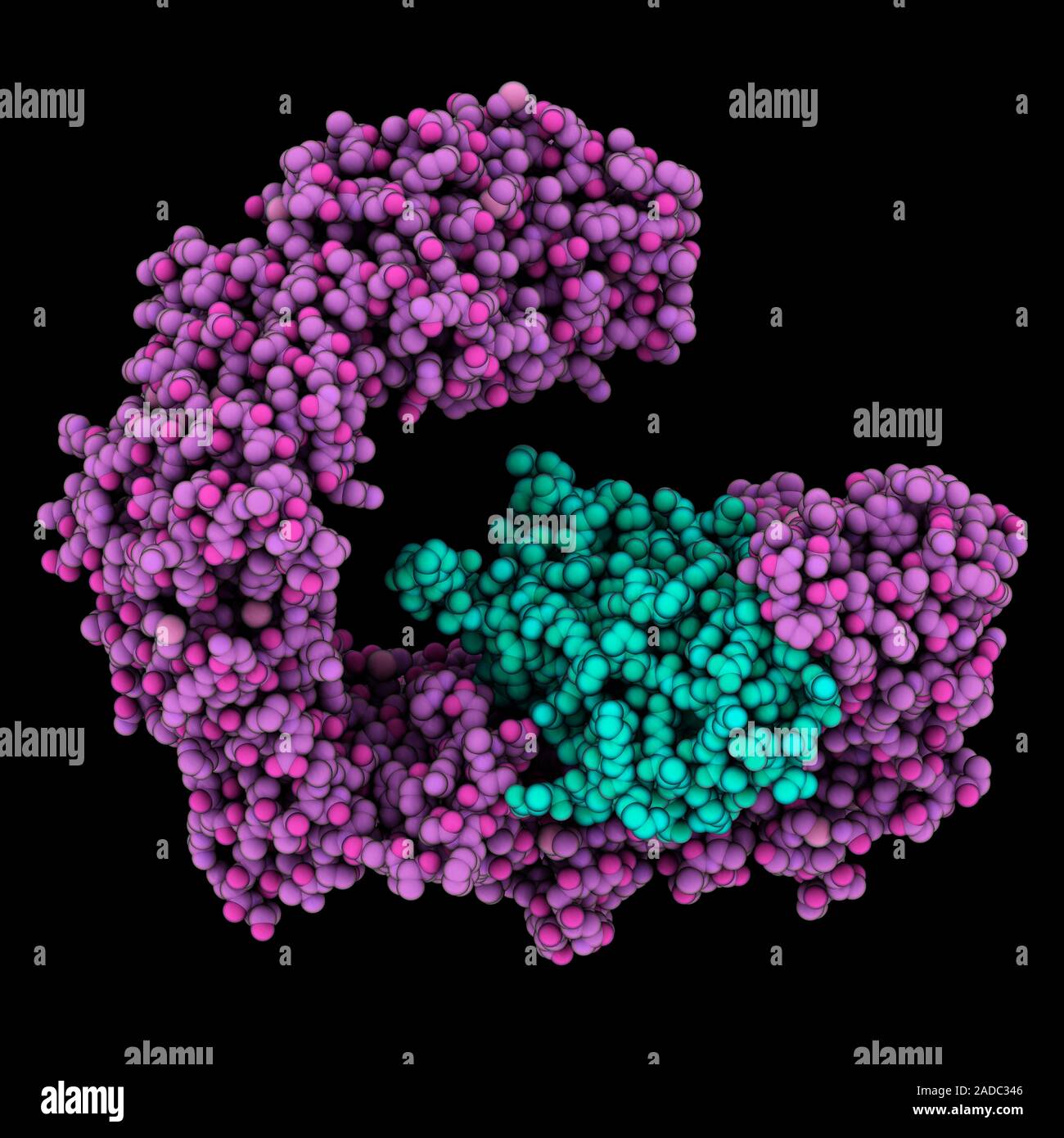 Human importin 13 complexed with Ubc9. Computer model showing the ...
