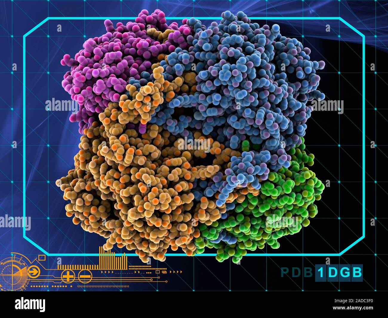Human catalase, molecular model. This enzyme catalyses the break down