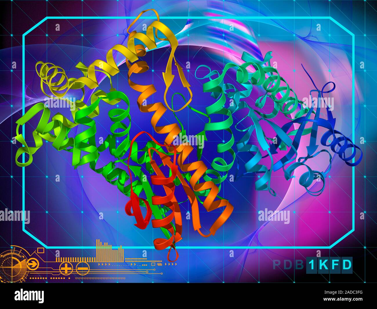 Klenow fragment of DNA polymerase I. Computer model showing the
