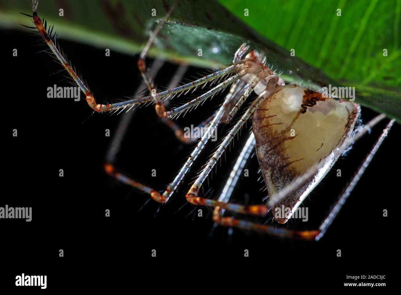 Comb footed Spider With Eggs Pregnant Female Comb footed Spider comb-footed-spider-with-eggs-pregnant-female-comb-footed-spider