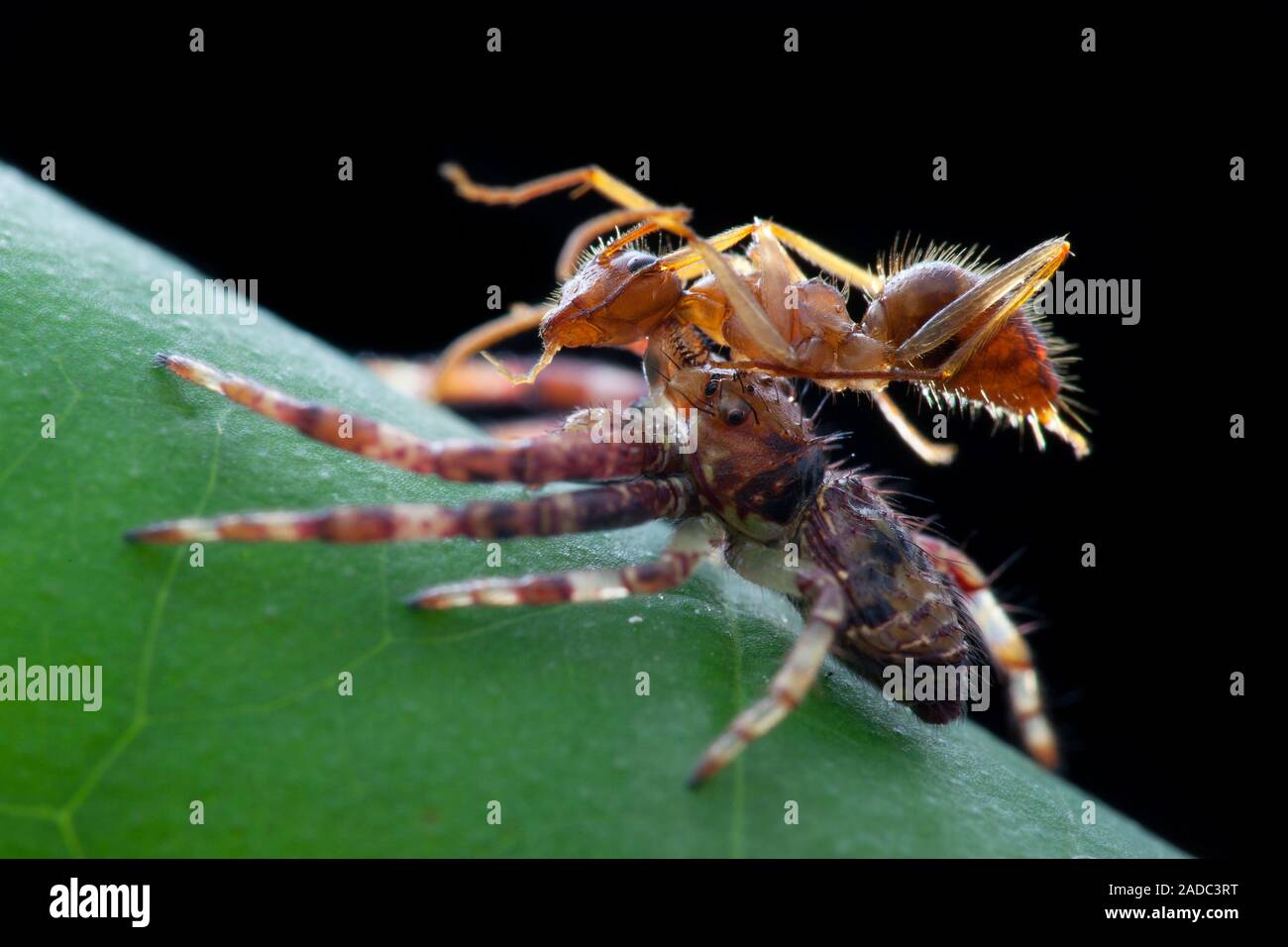 Crab spider preying on ant. Crab spider (family Thomisidae) with an ant