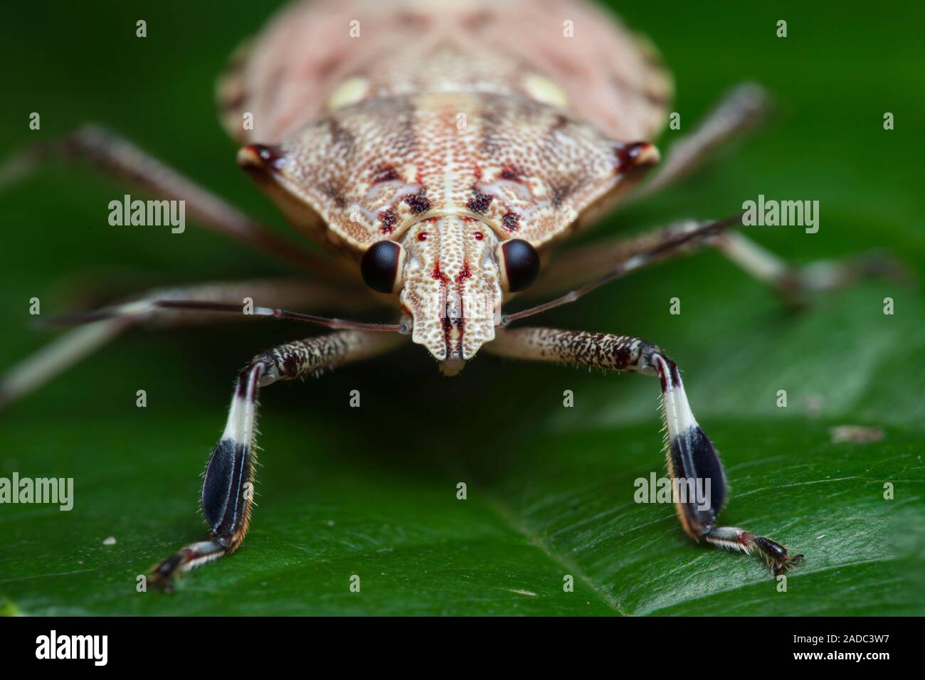 Round Shield Insect Shield bug. Close-up of a shield bug on a leaf, showing its eyes (round ...