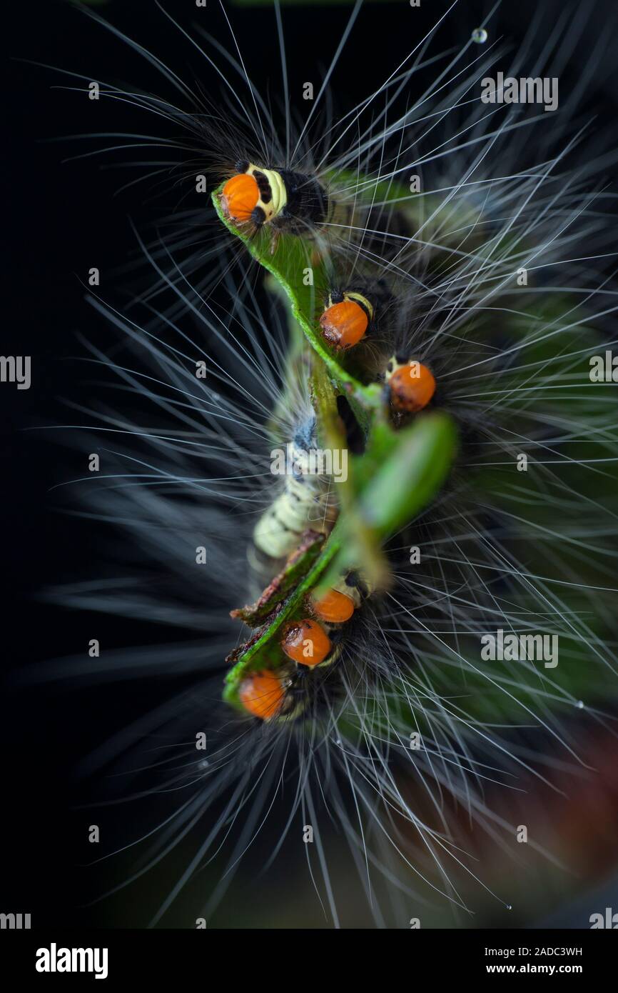Hairy caterpillars feeding. Larvae of a lepidopteran (moths and