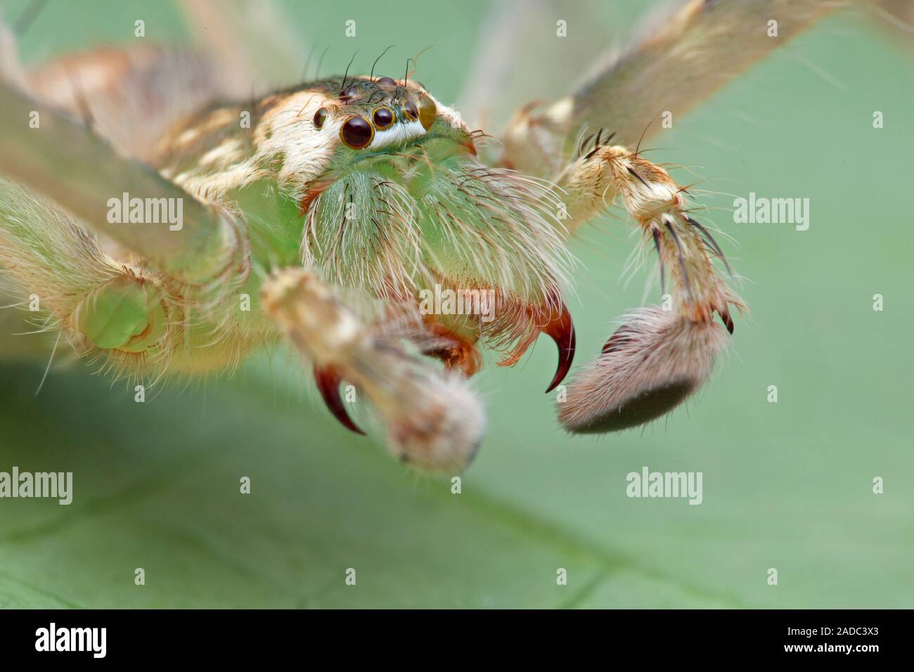 Huntsman (Gnathopalystes sp.) spider. Closeup of a huntsman spider on a leaf, showing its, eyes