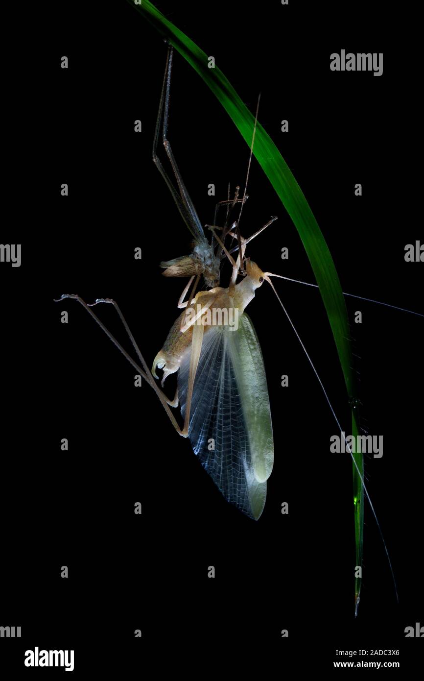 Katydid moulting. Katydid shedding its skin (molting) while suspended ...