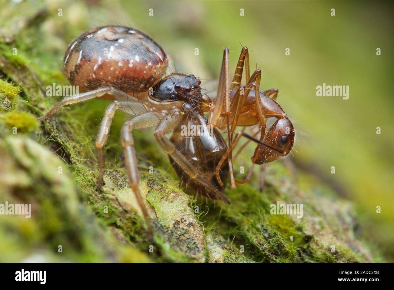 Crab spider preying on ant. Crab spider (family Thomisidae) with an ant