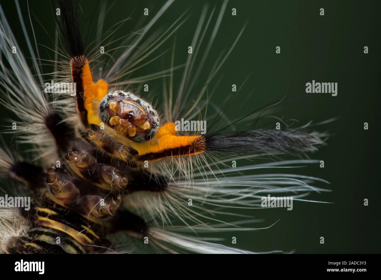 Hairy caterpillar. Closeup of the head of the larva of a lepidopteran