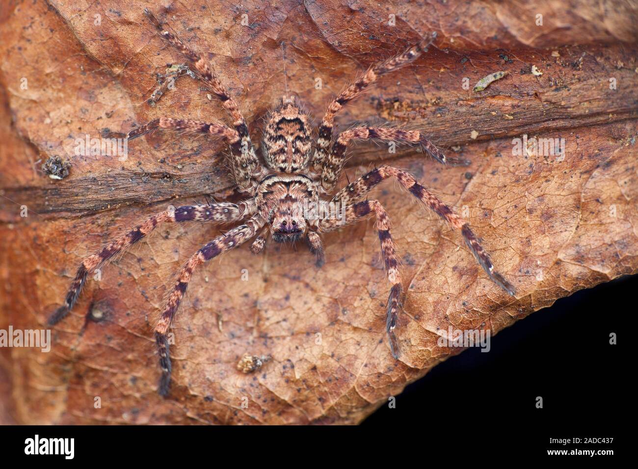 Huntsman spider. View of the upperside of a huntsman spider on a dead leaf, showing its, eyes