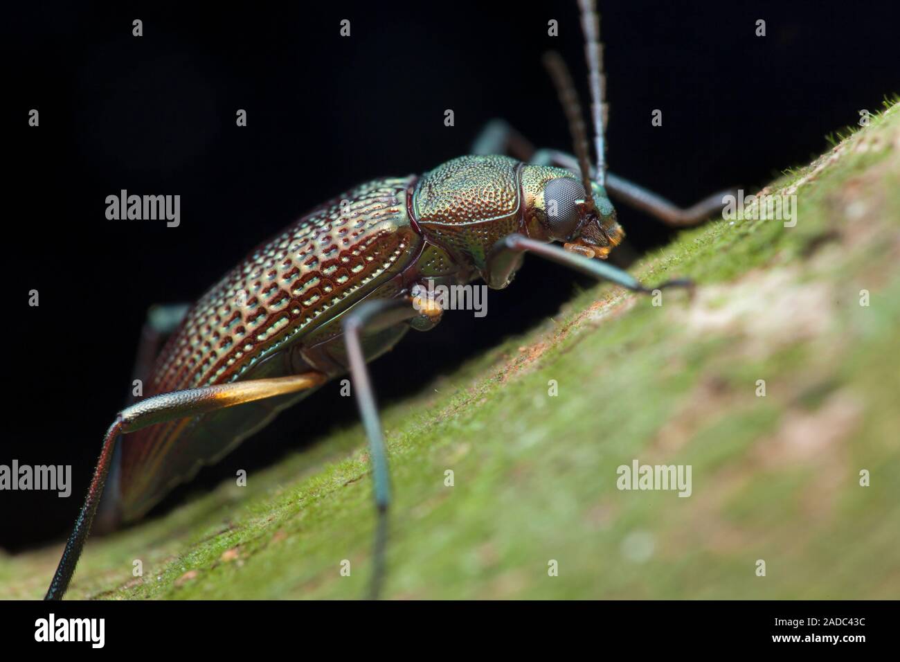 Darkling beetle. Closeup of a darkling beetle (family Tenebrionidae), showing its iridescent