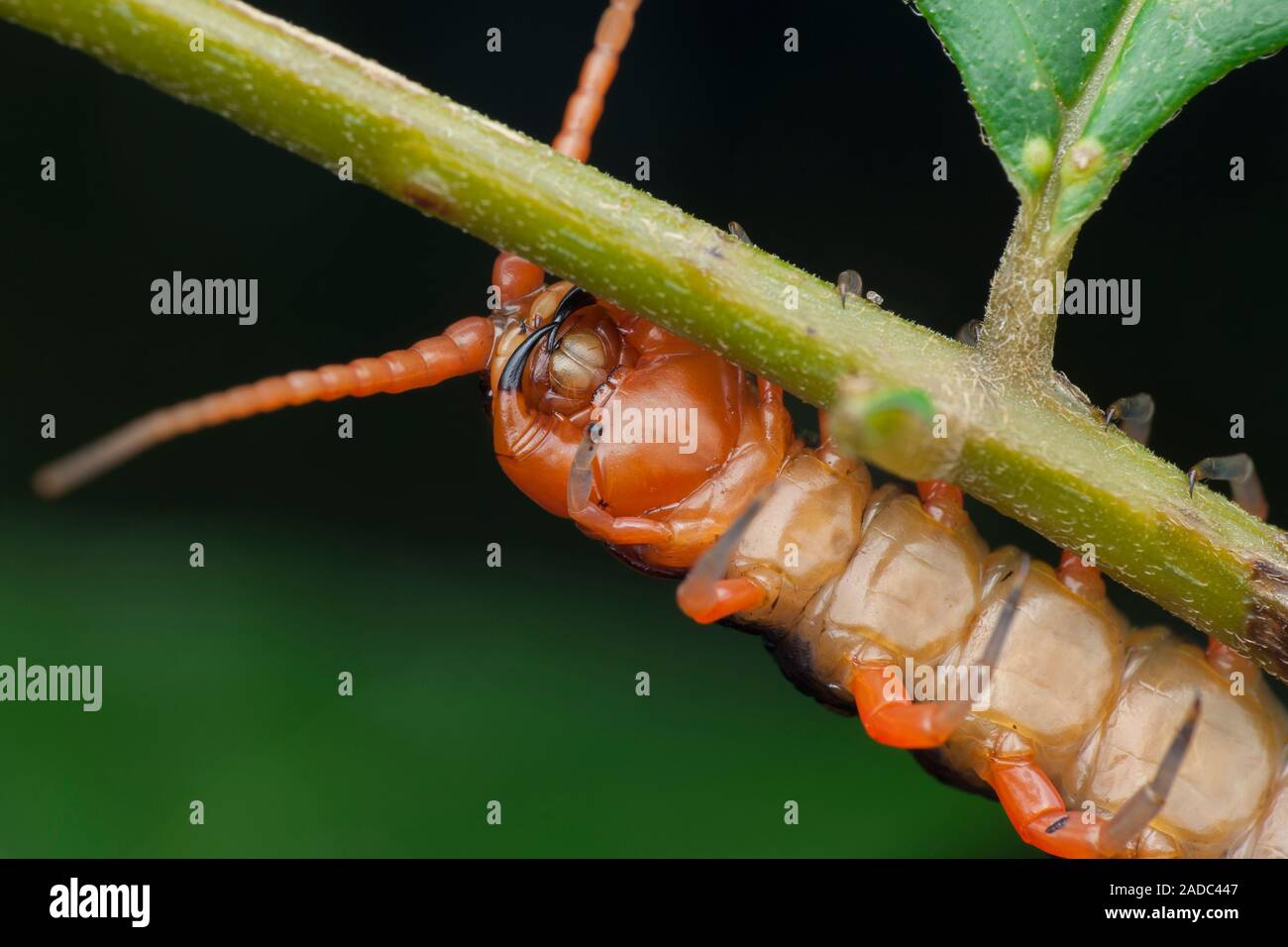 Centipede. Closeup of the underside of a centipede (class Chilopoda), showing its antennae