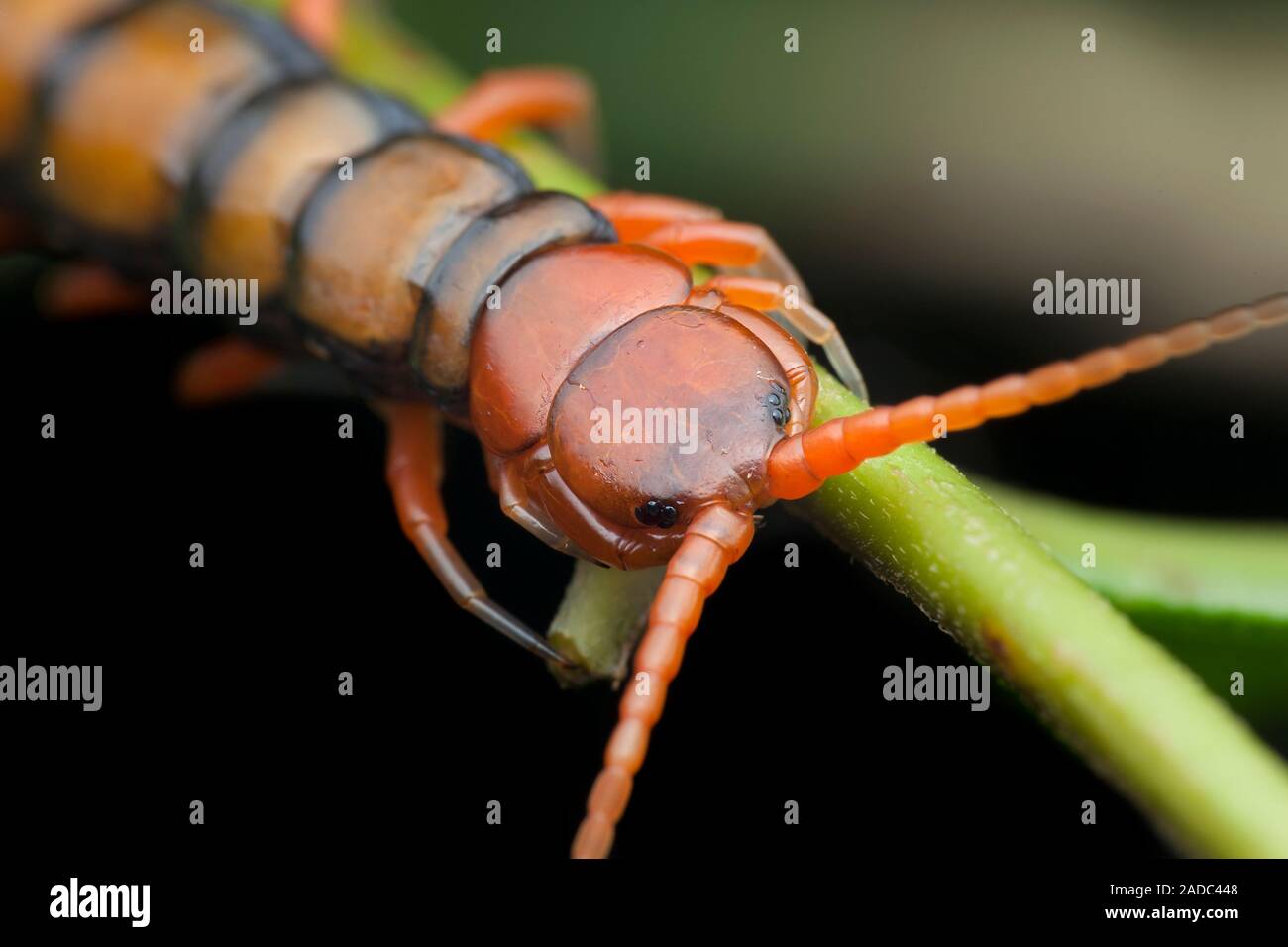 Centipede. Closeup of the upperside of a centipede (class Chilopoda), showing its head, centre