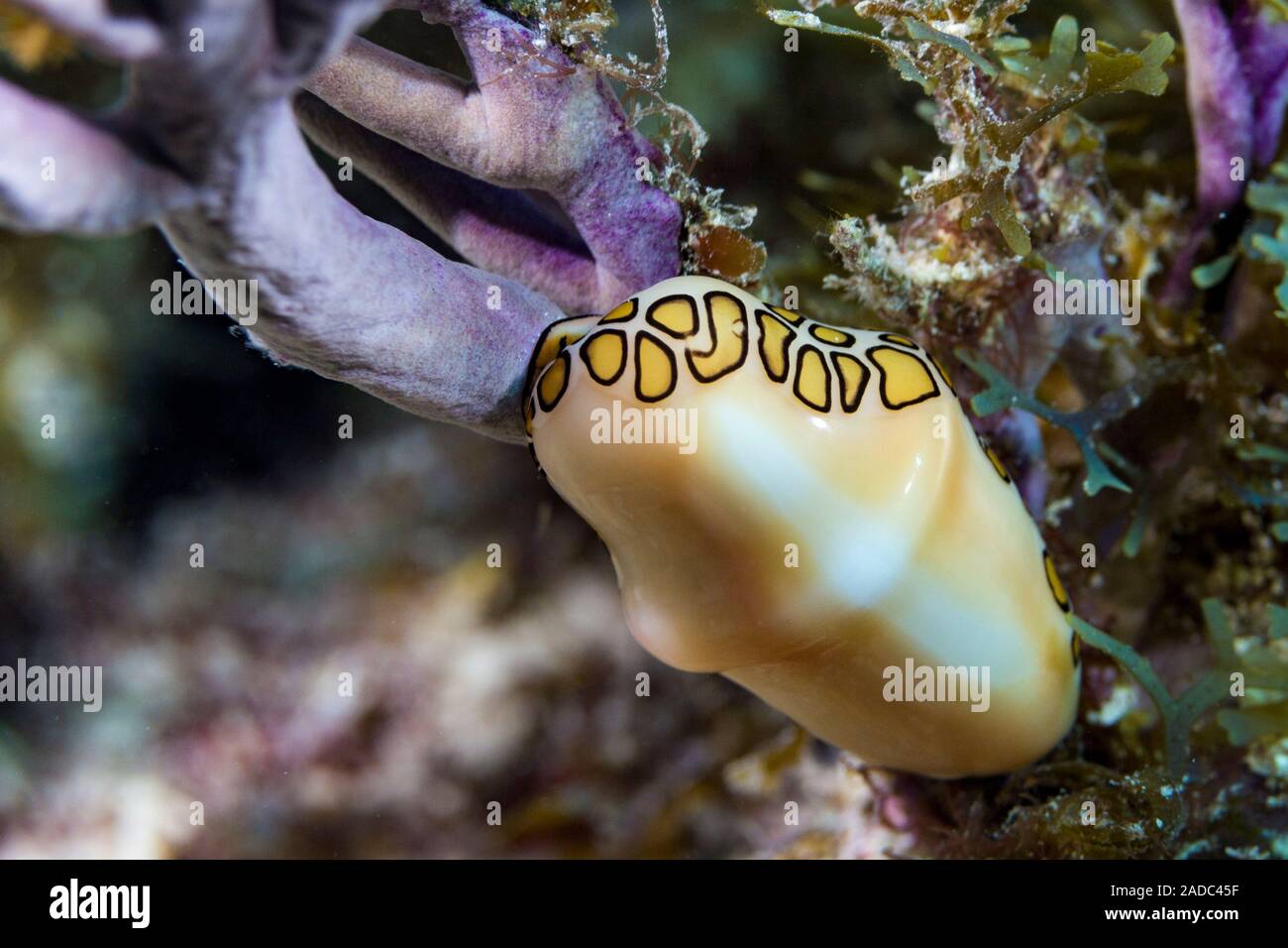 Flamingo tongue snail (Cyphoma gibbosum). Photographed at Snapper Ledge ...