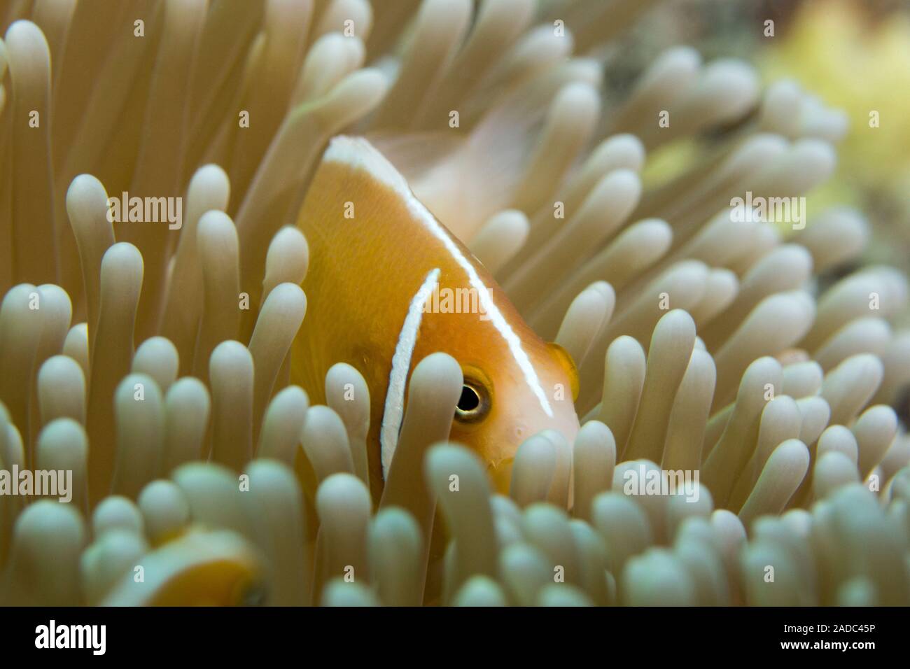 Orange skunk clownfish (Amphiprion sandaracinos), also known as orange