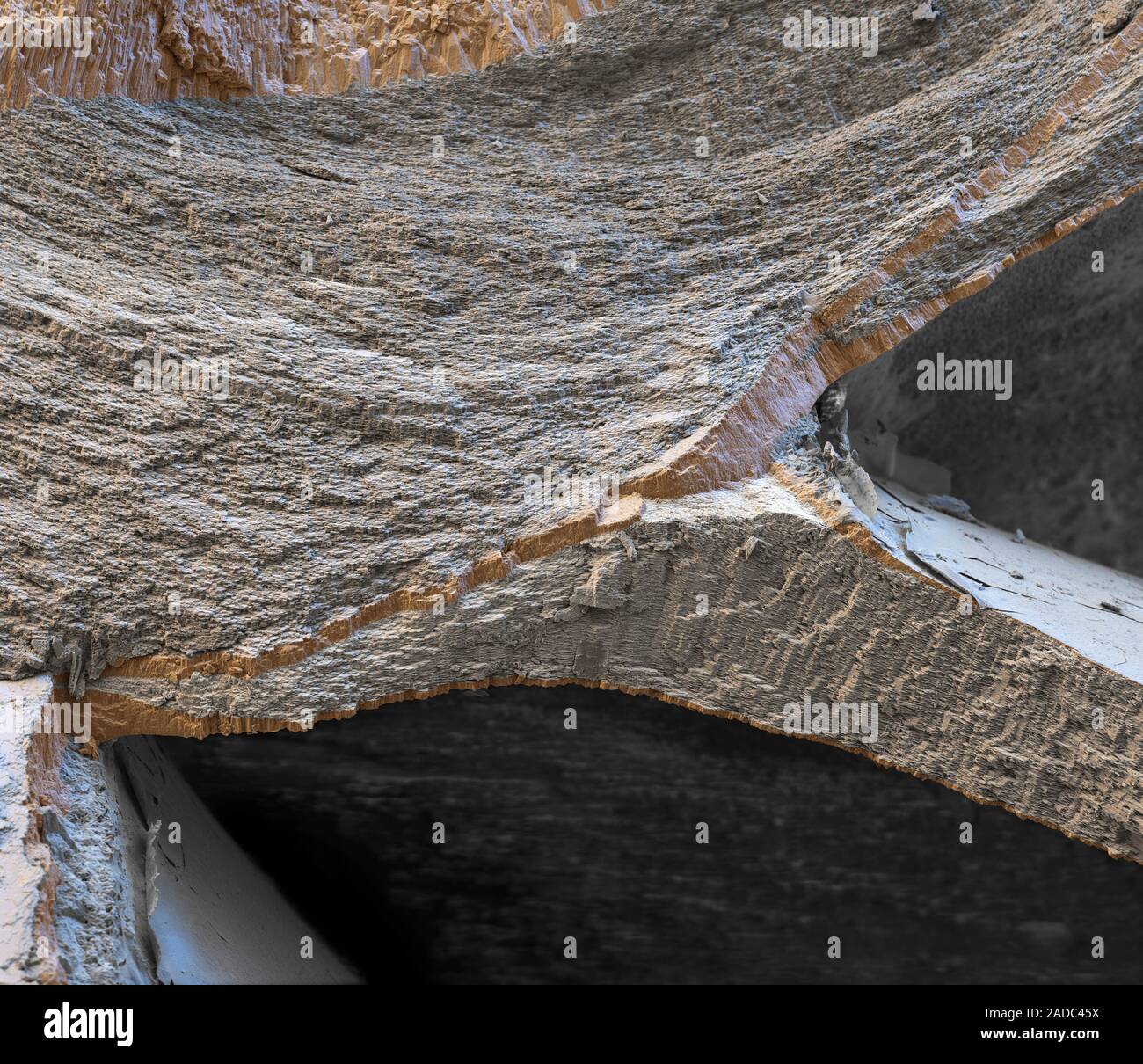 Nautilus shell fragment. Coloured scanning electron micrograph (SEM) of ...