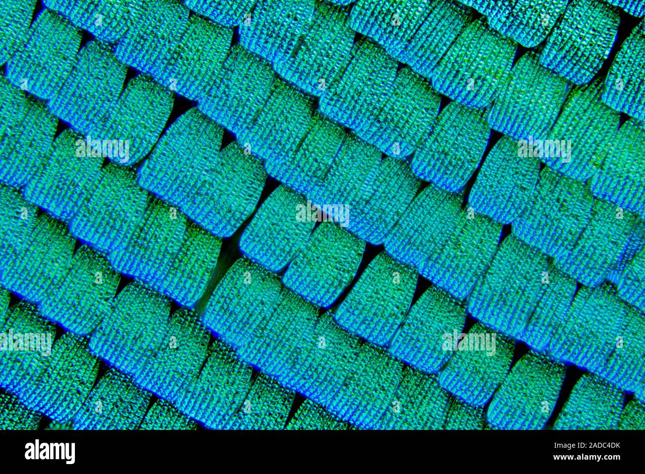 Macro photograph of sea green swallowtail butterfly (Papilio ...