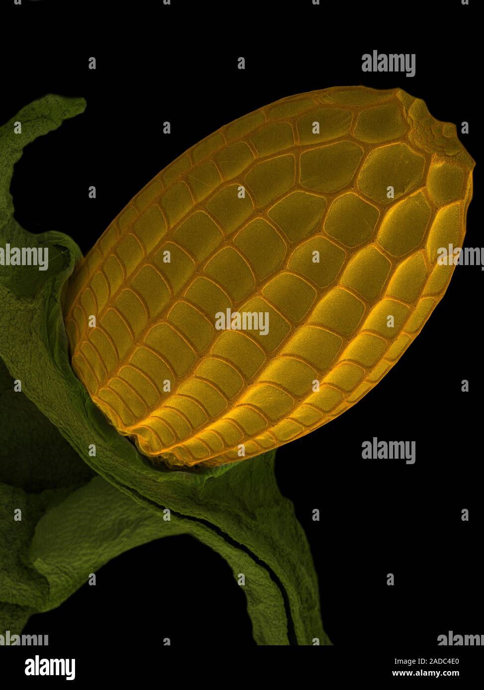 Butterfly Egg Coloured Scanning Electron Micrograph Sem Stock Photo