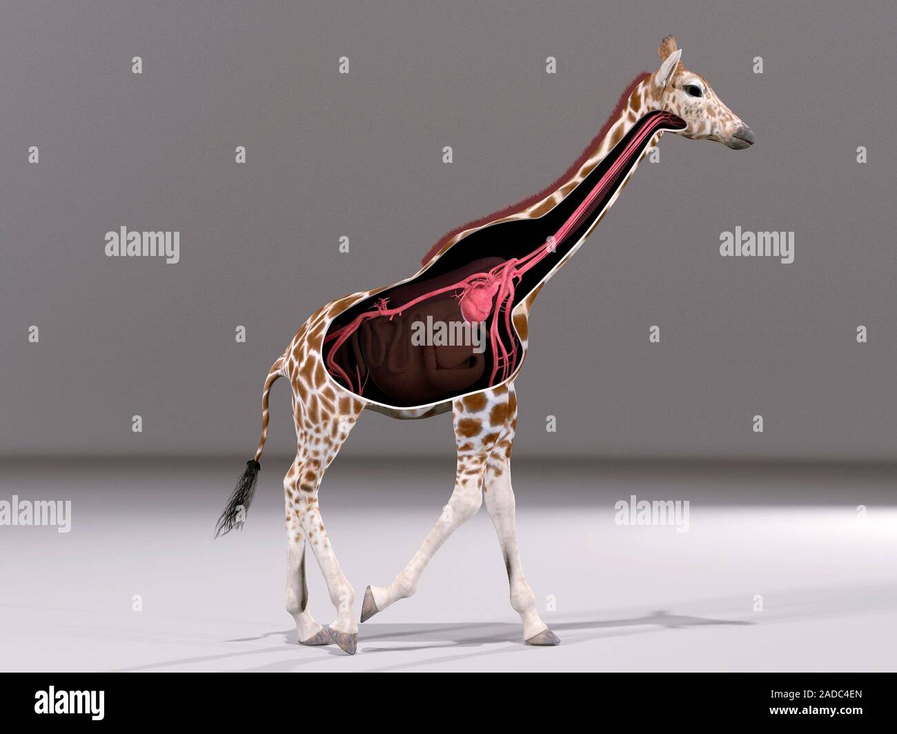 Giraffe anatomy. Cutaway illustration showing the internal organs and