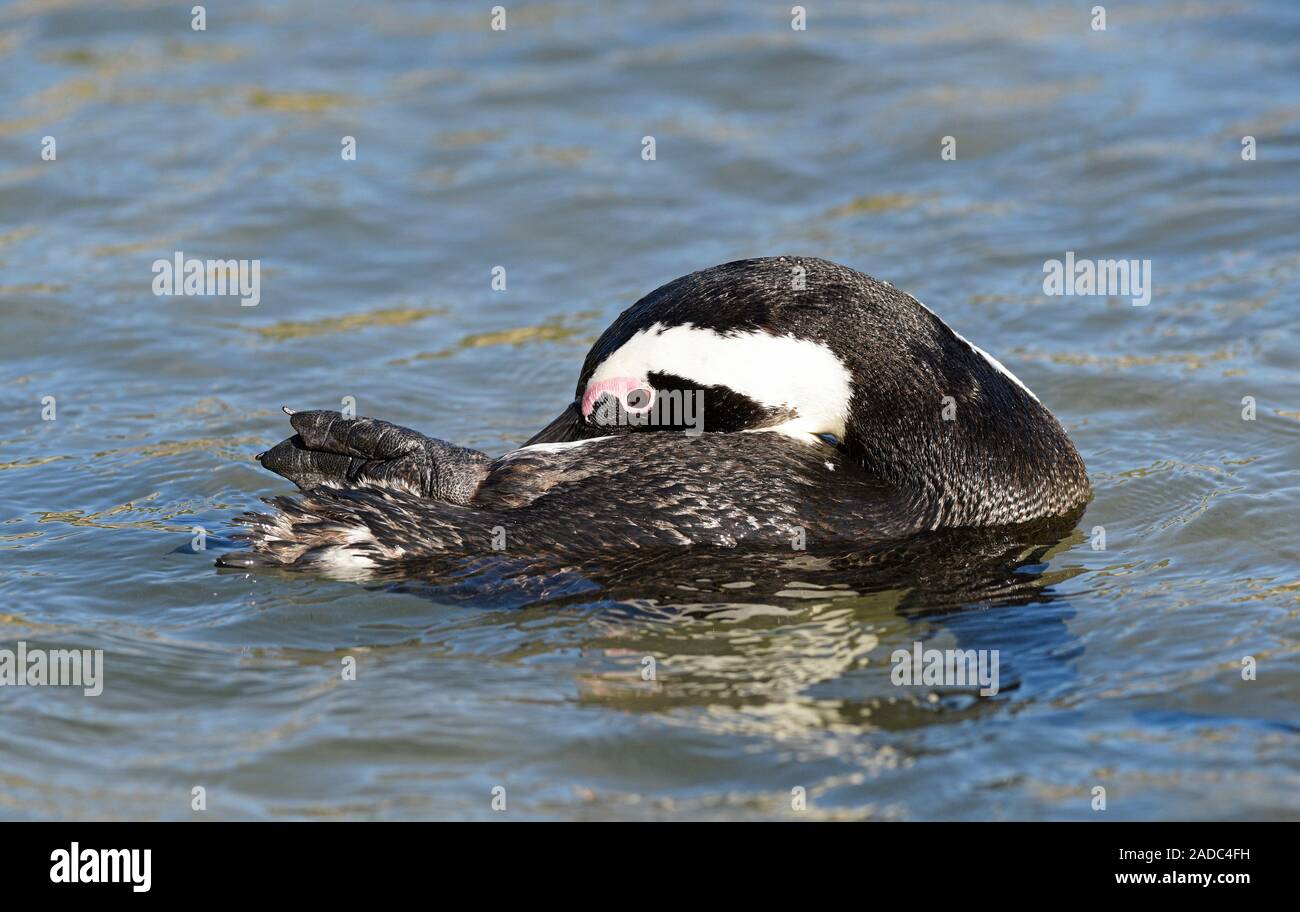 African penguin (Spheniscus demersus) preening in shallow waters