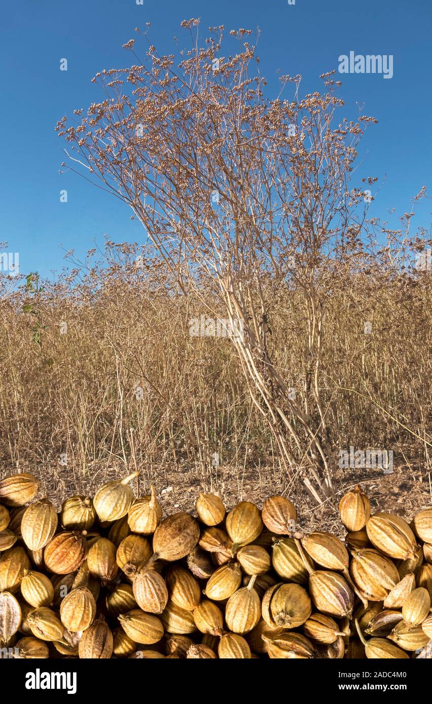 Coriander (Coriandrum sativum) is a Mediterranean and Asian herb/spice
