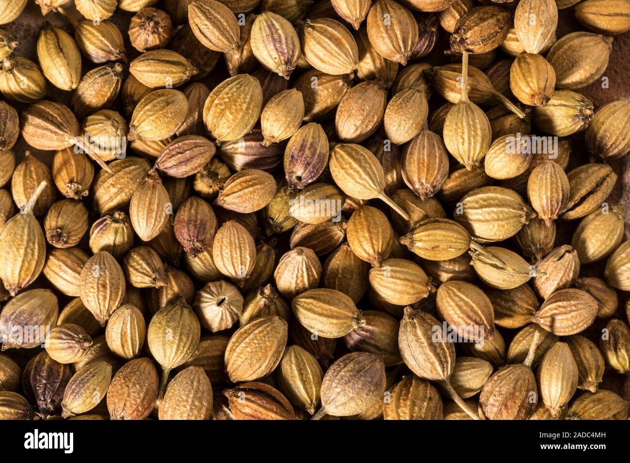 Coriander (Coriandrum sativum) is a Mediterranean and Asian herb/spice