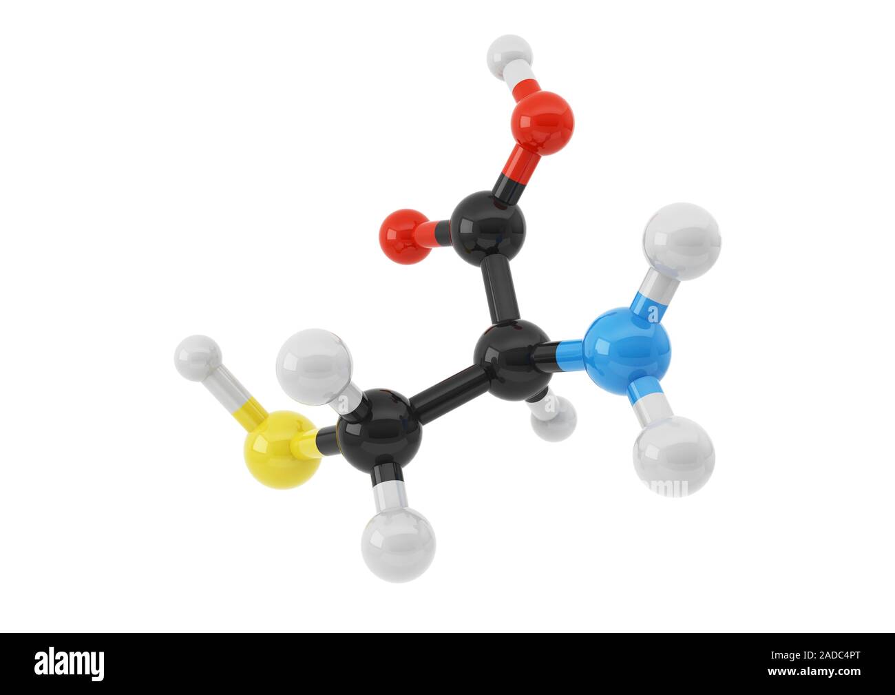 Cysteine amino acid molecule. Computer illustration showing the ...