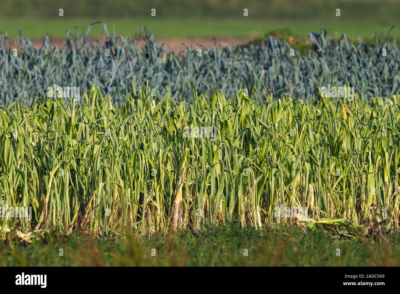 agricultural field of cultivated natural green leek in sunshine Stock Photo