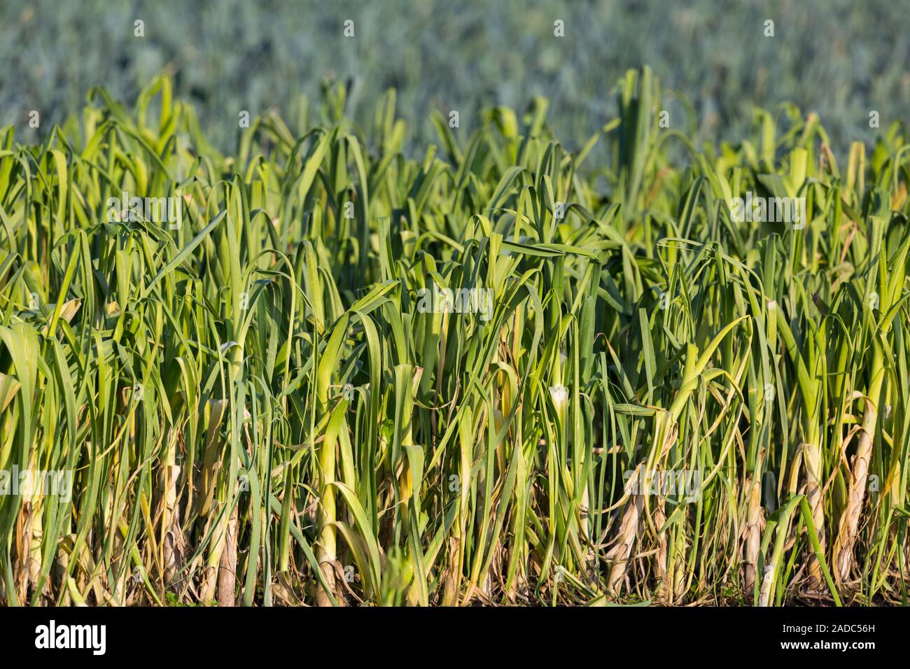 field of cultivated natural green leek plants in sunshine Stock Photo