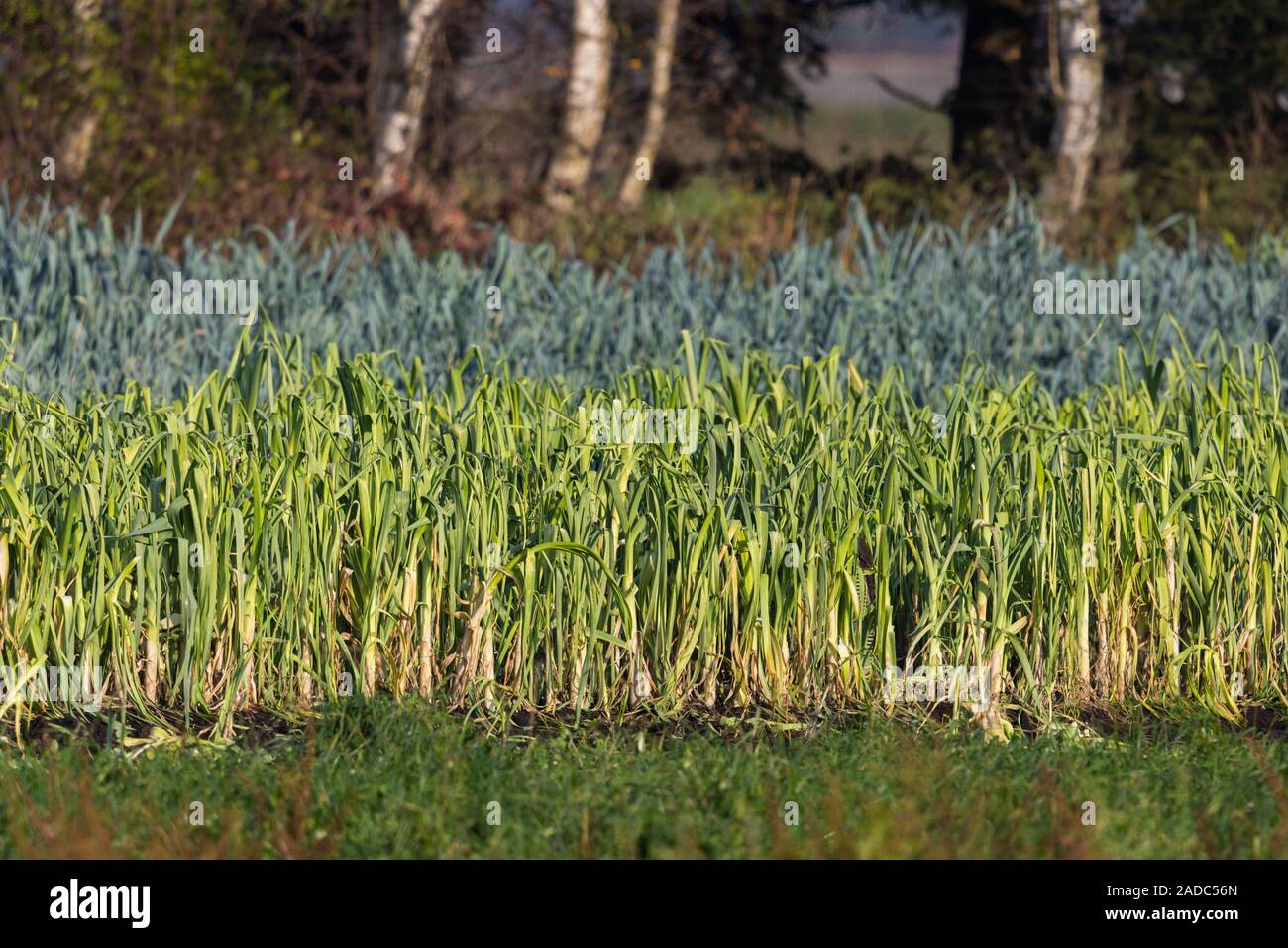 cultivated natural field of green leek in sunshine Stock Photo
