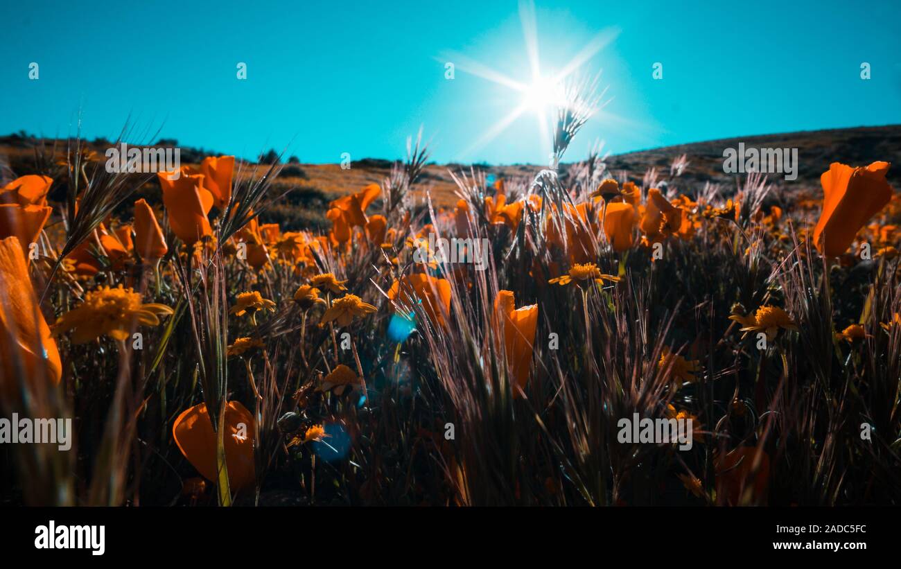 A wonderful bloomy day in the Antelope Valley California Poppy Reserve State Natural Reserve Stock Photo