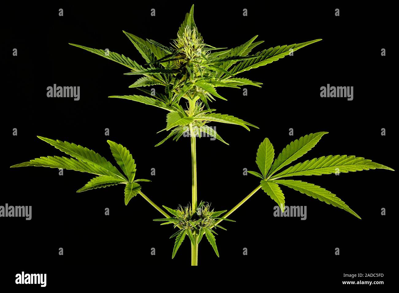Meatholes Sativa