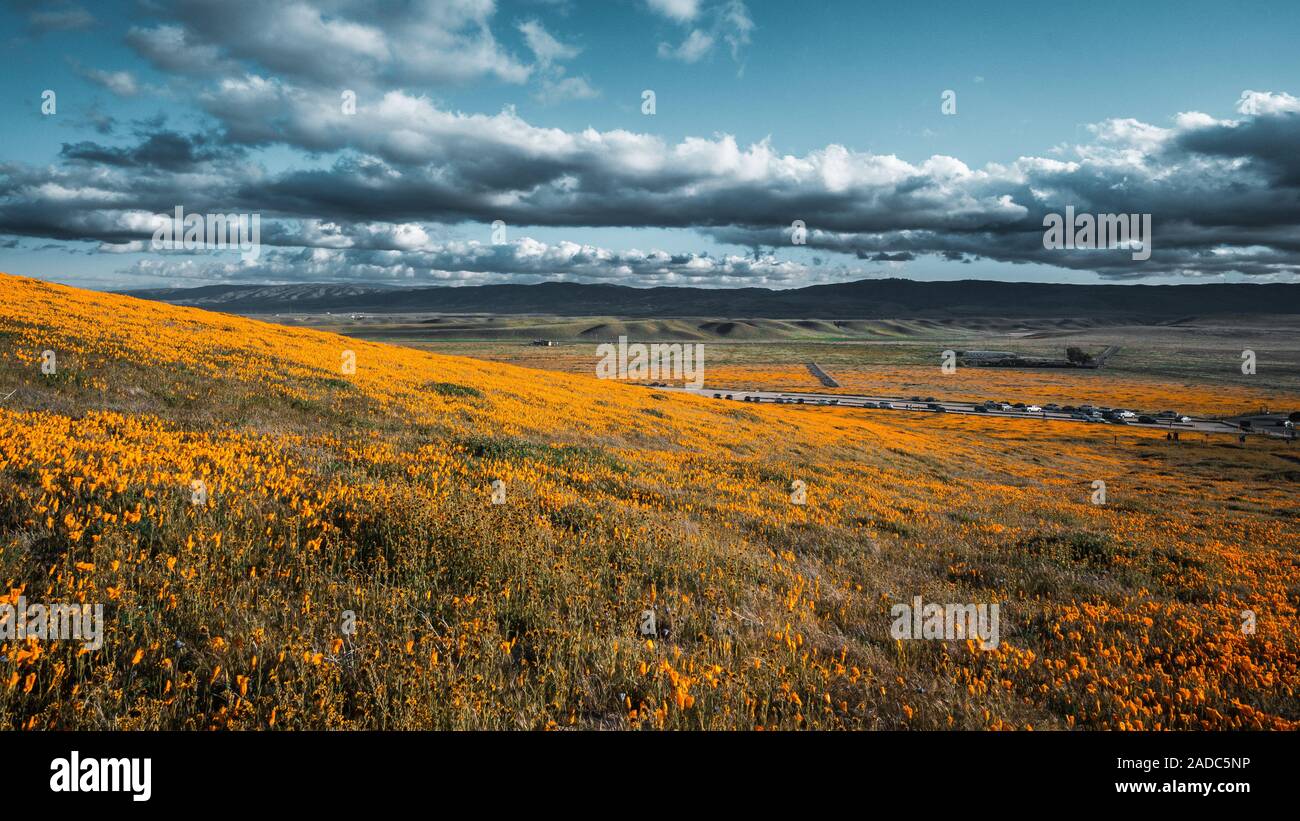 Bright orange California Pobby (Eschscholzia) in the Antelope Valley, California, USA Stock Photo