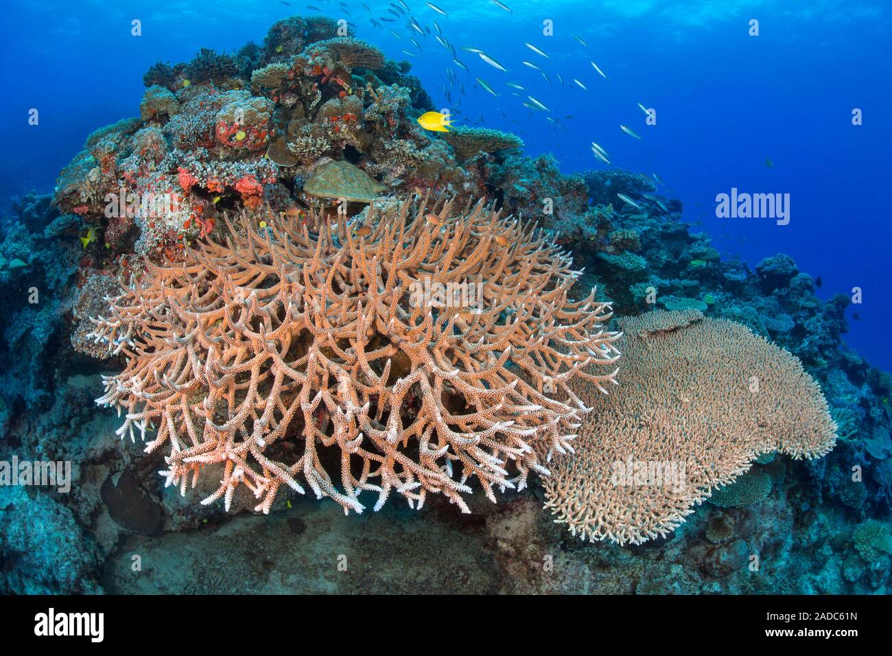Two impressive stands of hard coral dominate this Fijian reef scene. Stock Photo