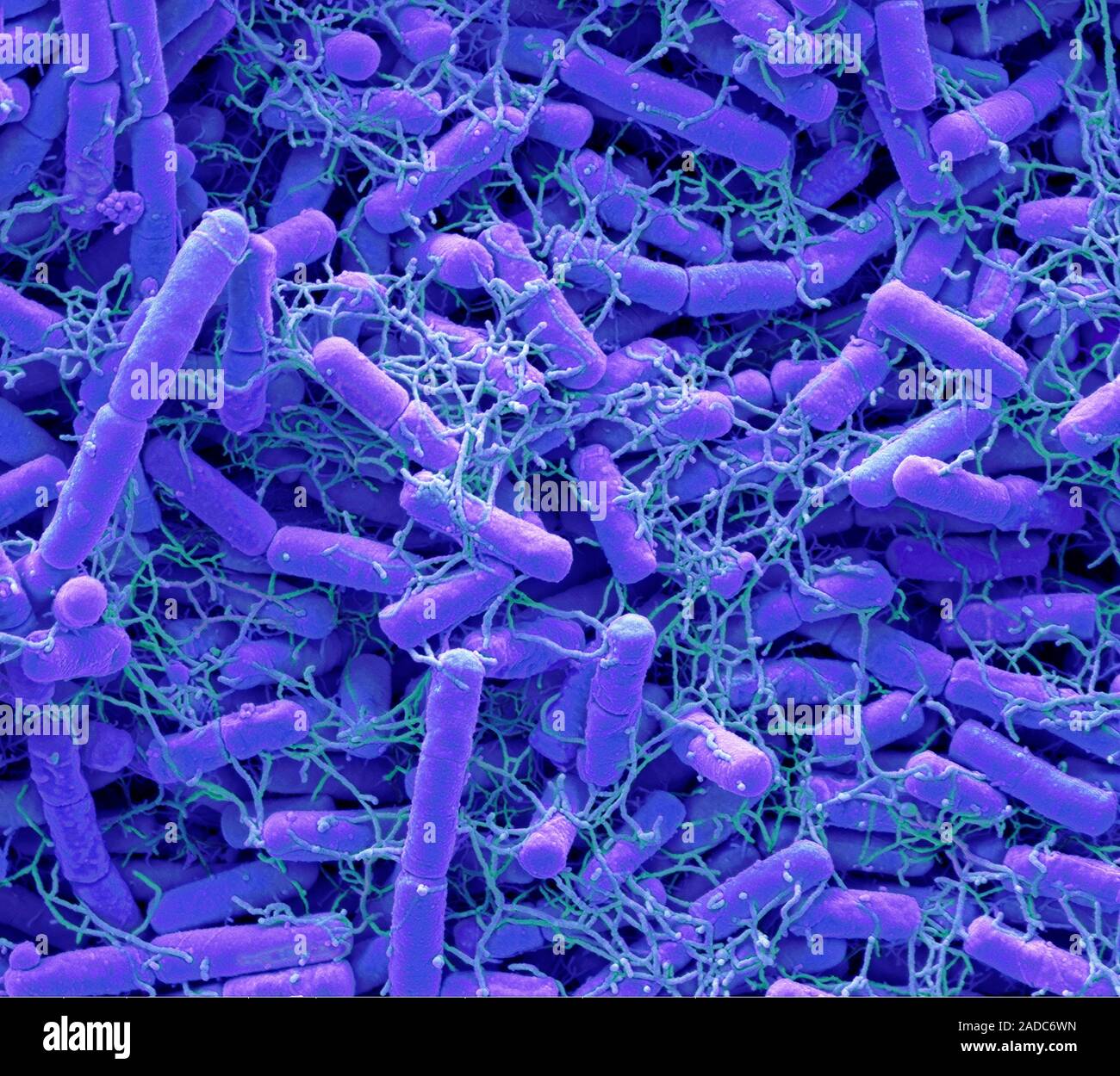 Microbiome. Coloured scanning electron micrograph (SEM) of bacteria ...