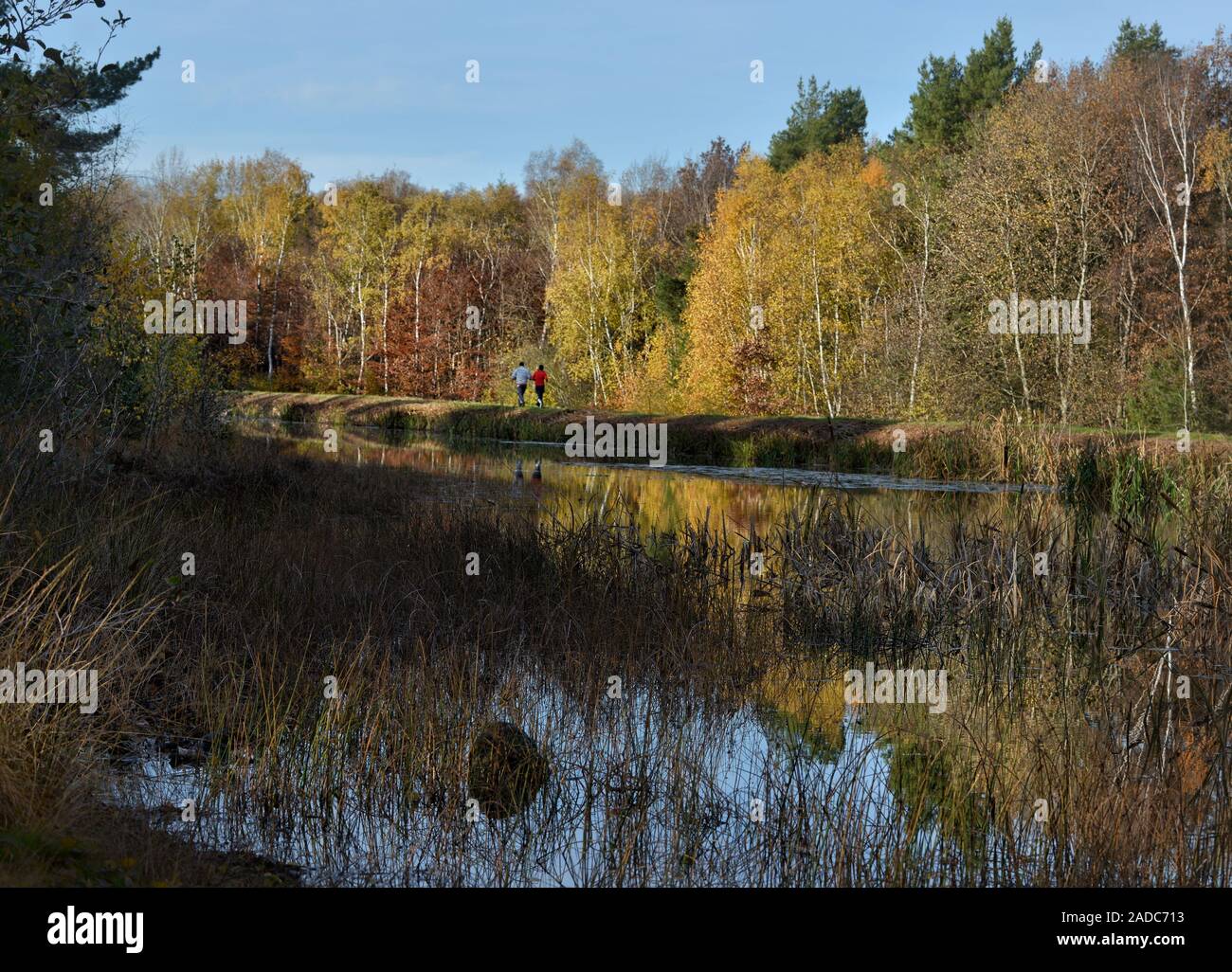 Lake with forest in autumn Stock Photo - Alamy