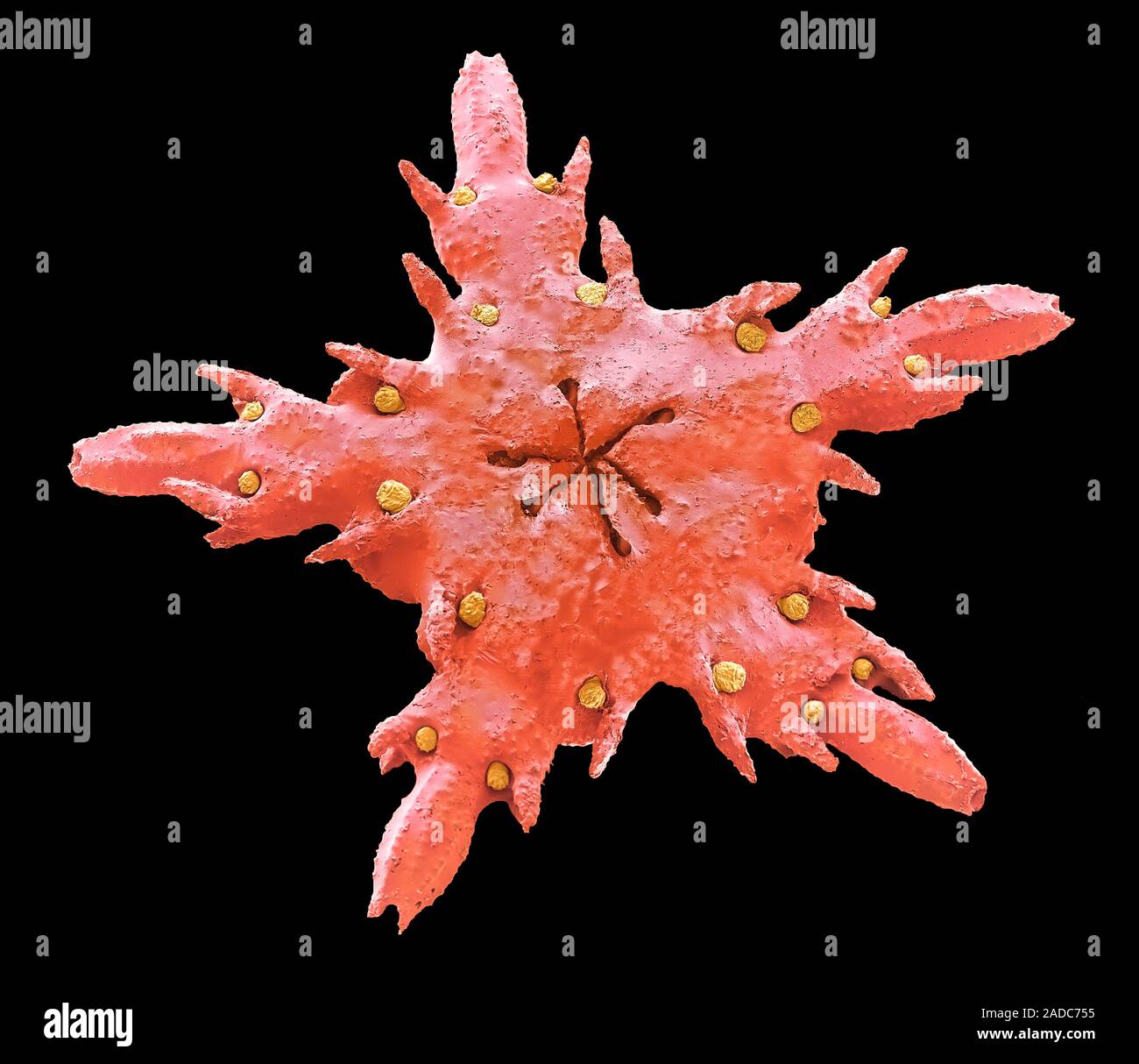 Juvenile starfish. Scanning electron micrograph (SEM) of an early