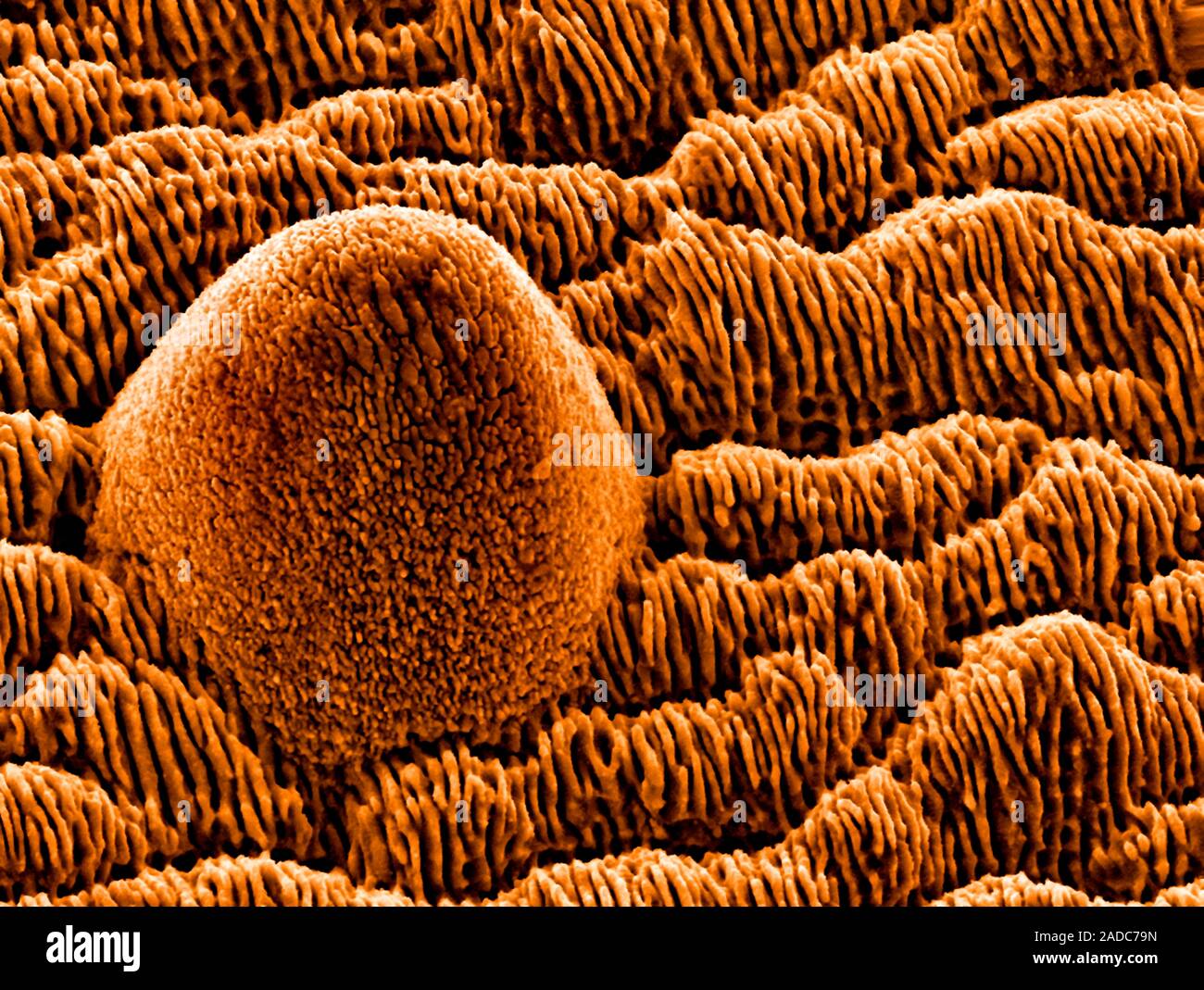 Ripples on steel. Coloured scanning electron micrograph (SEM) of ...
