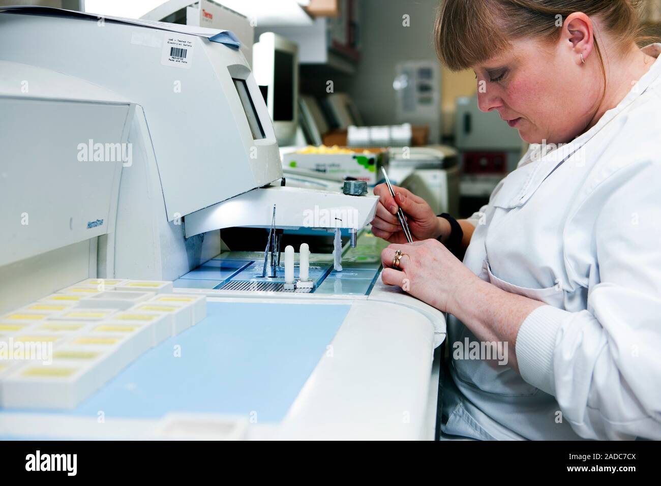 Brain specimen preparation. Forensic laboratory technician embedding