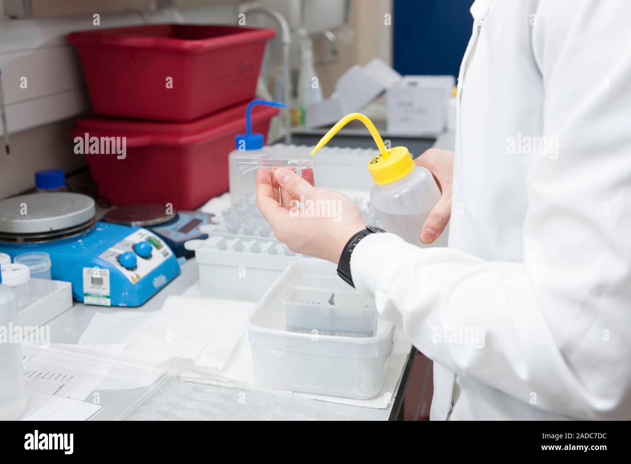 Cleaning glass slides. Forensic laboratory technician cleaning glass slides using distilled