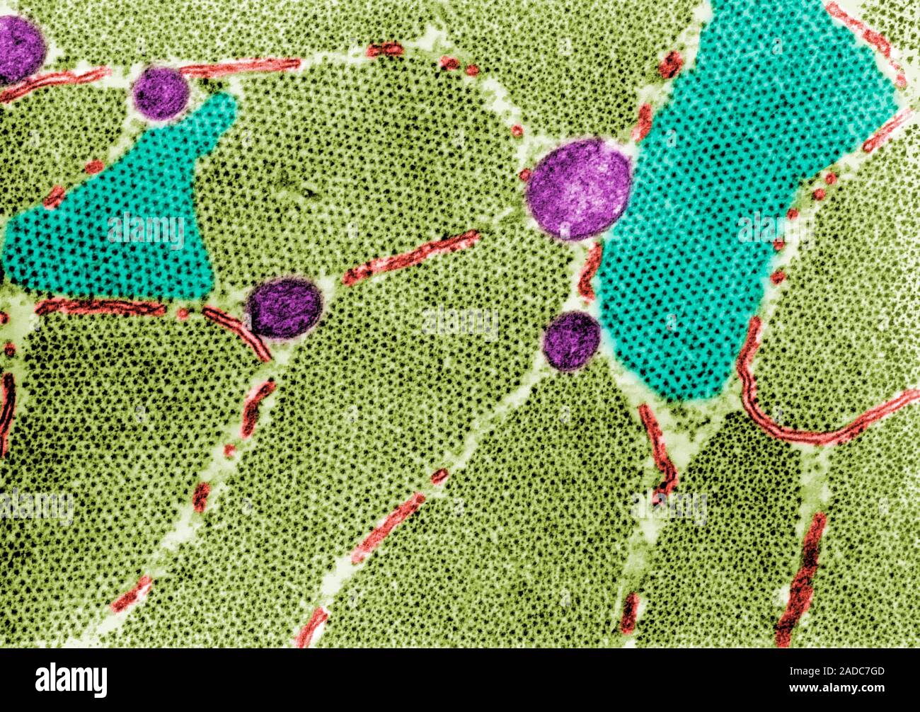 False colour transmission electron micrograph (TEM) showing cross ...