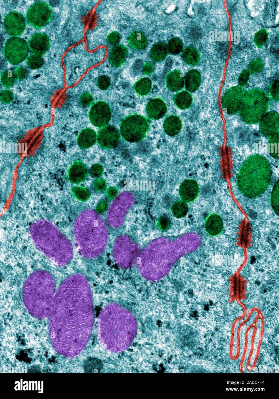 False colour transmission electron micrograph (TEM) showing the ...