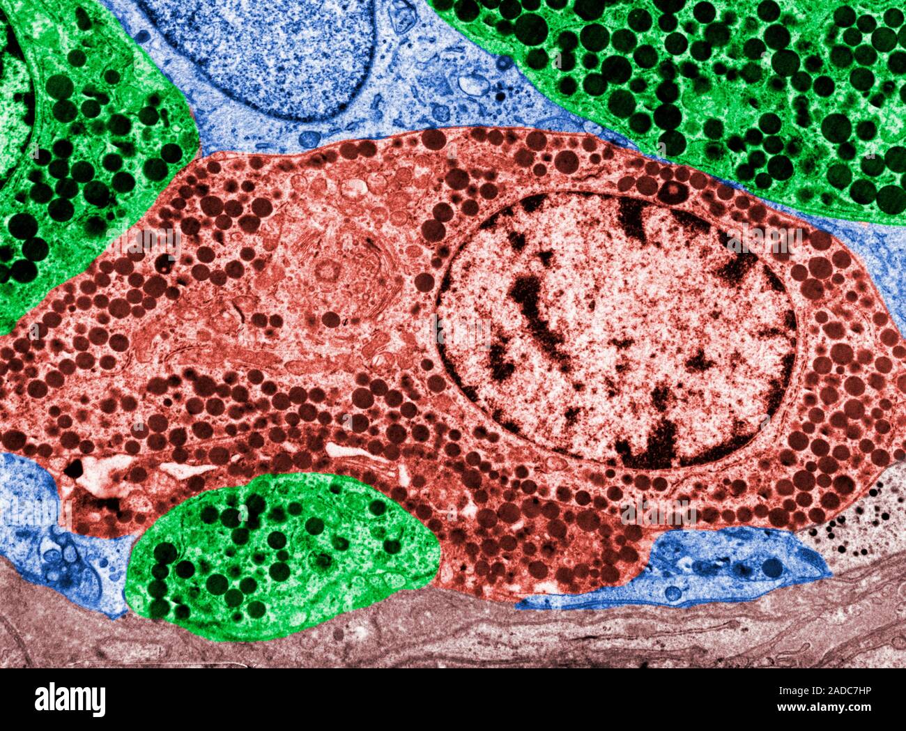 False colour transmission electron micrograph (TEM) showing several ...